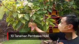 Video: 10 Tanaman Pembawa Hoki