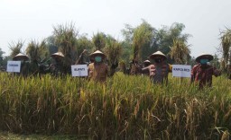 Panen Raya Padi Hasil Kampung Tangguh Semeru di Mojokerto