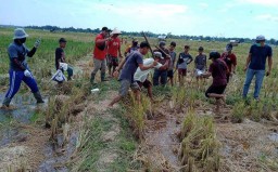 Mengintip Sayembara Tangkap Tikus di Bojonegoro Berhadiah Rp 50 Juta