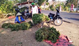 Gairah Pasar Rumput Tulungagung di Tengah Kemarau Panjang