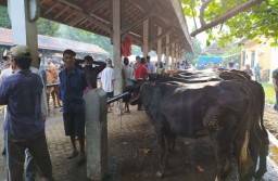 Cegah Covid-19, Pasar Ternak di Kota Probolinggo Ditutup Mulai 12 Mei