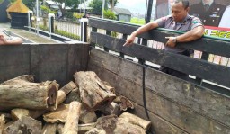 Tersangka Pembalakan Ilegal Sonokeling Ditangani Dua Polres