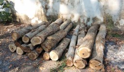 Pemuda ini Tertangkap Basah saat Membalak Kayu Jati di Blitar
