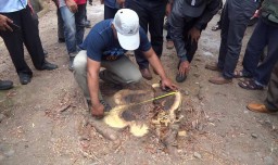 9 Pohon Sonokeling Berusia 20 Tahun di Tulungagung Hilang Dibalak