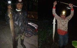 Petualangan Memburu Ikan Sidat: Pakai Dupa hingga Disapa Makhluk Gaib