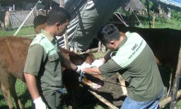 Tidak Hanya Warga, Hewan Ternak Korban Banjir Juga Ditangani