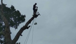 Mengenal Mbah Suwarno, Sang Penakluk Pohon Tinggi di Banyuwangi
