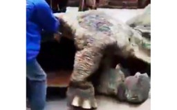 Viral Video Penampakan Dinosaurus di Gunung Lawu, Begini Faktanya