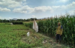 Penampakan Hewan Diduga Macan Gegerkan Warga Sumberejo, Ponorogo