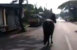 Seekor Kuda Berlari di Jalan Raya Hebohkan Warga Manyar, Gresik