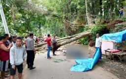 Pengendara Motor asal Madiun Tewas Tertimpa Pohon di Ngawi