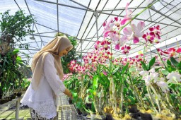 Menengok Budidaya Anggrek di Eks Lokalisasi Sememi