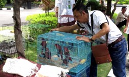 Penyelundupan 106 Ekor Burung Dilindungi Digagalkan di Surabaya