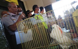 Penyelundupan 74 Ekor Burung Dilindungi ke Jawa Timur Digagalkan