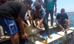 Cerita Nelayan Banyuwangi Selamatkan Penyu dari Jeratan Karung Plastik