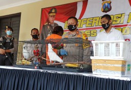 Perdagangan Online Burung Dilindungi di Ponorogo Dibongkar
