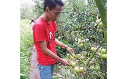 Gawat! Petani Apel Kota Batu Terancam Gagal Panen Akibat Cuaca