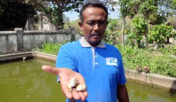 Petani Ikan Hias Tulungagung Merugi akibat Cuaca Dingin