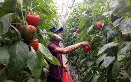 Cara Cerdas Petani Paprika di Pasuruan Bertahan Selama Pandemi Covid-19