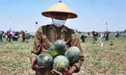 Dapat Harga yang Bagus, Petani Gresik Ingin Pasok Hasil Panen Semangka ke PIOS