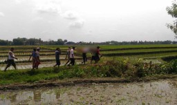Petani ini Ditemukan Tewas di Sawah Dikerubuti Semut