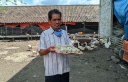Wabah Virus Corona Bikin Peternak Bebek Petelur di Ponorogo Menjerit