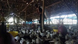 Giliran Peternak Ayam Potong di Mojokerto Menjerit
