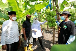 Pacu Pendapatan Petani, Banyuwangi Genjot Pengembangan Pisang Cavendish