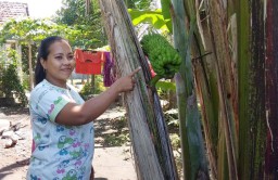 Pohon Pisang Emas Milik Warga Banyuwangi Berbuah di Batangnya