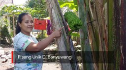 Video: Pisang Unik Dari Banyuwangi