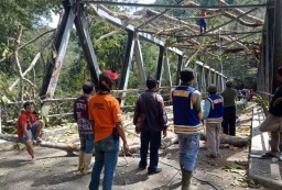 Pohon Besar Setinggi 80 Meter Tumbang Timpa Jembatan Cembor Mojokerto