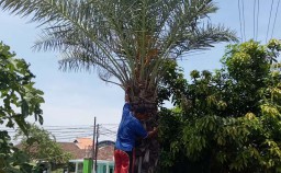 Masya Allah, Pohon Kurma di Pasuruan ini Berbuah Lebat