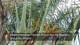 Video: Kedermawanan Pemilik Pohon Kurma Bagikan untuk Ibu Promil