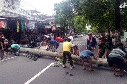 Pohon Palem di Tulungagung Tumbang Timpa Becak