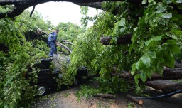 Foto: Pohon Tumbang Timpa Mobil di Surabaya