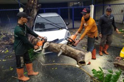 Pohon di Surabaya Bertumbangan akibat Hujan Angin