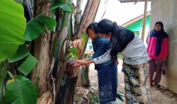 Pisang ini Menggegerkan Warga Probolinggo