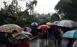Pohon Tumbang di Banyuwangi Patahkan Empat Tiang Listrik