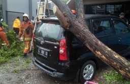 Foto: Dampak Pohon Tumbang Akibat Angin Kencang di Surabaya