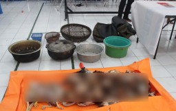 Begini Cara Kotor Pelaku Perdagangan Ayam Tiren di Kota Blitar