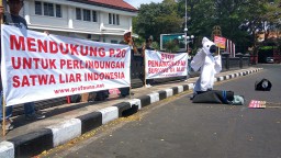 Pro Fauna: 3 Ribu Burung Dilindungi Diburu Setiap Musim