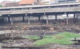 Hewan Potong di RPH Surabaya Langka, Apa Solusinya?