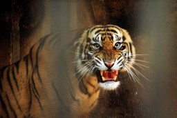 Bhaksi, Harimau Viral dengan Kondisi Kurus itu Pejantan yang Perkasa