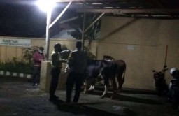 Dua Ekor Sapi Bunting Ditemukan di Kota Probolinggo, Diduga Ditinggal Pencuri