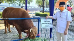 Jokowi Beli Sapi Milik Prabowo untuk Hewan Kurban di Masjid Al Akbar