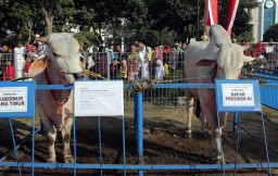 Presiden Jokowi Berkurban Sapi 1 Ton 80 Kg di Masjid Al Akbar Surabaya