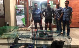 Polda Jatim Sita Komodo Hingga Burung dari Perdagangan Online