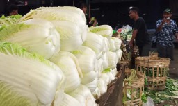 Musim Hujan Berlalu, Pasokan Sawi Putih ke PIOS Kembali Lancar