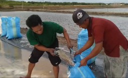 Harga Anjlok, Ini Jeritan Pengusaha Garam di Kota Pasuruan