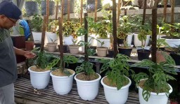 Langka, Harga Janda Bolong di Pasuruan Mencapai Puluhan Juta Rupiah